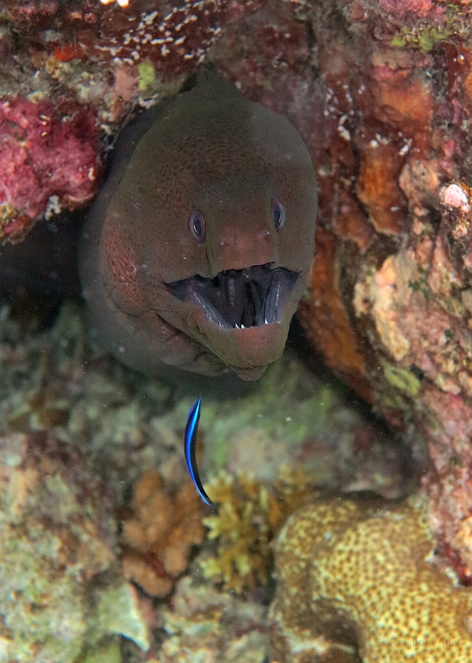 IMG_1449rf_Maldives_Madoogali_House reef_Murene javanaise_Gymnothorax javanicus.jpg